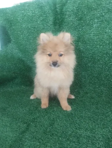 Macho Lulu da Pomerânia 