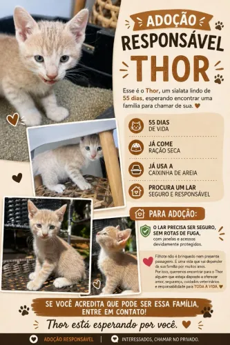 Adoção de um lindo gatinho café com leite