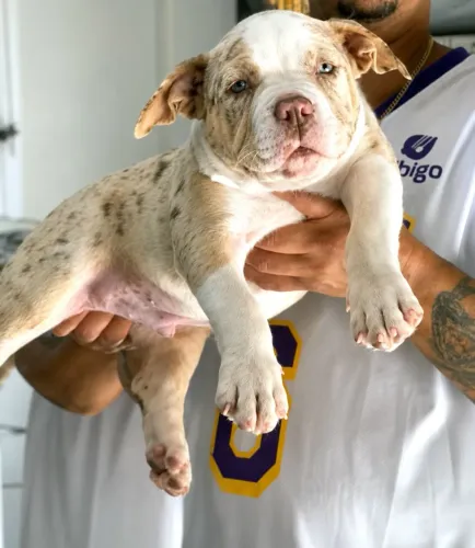 Filhote de exotic bully