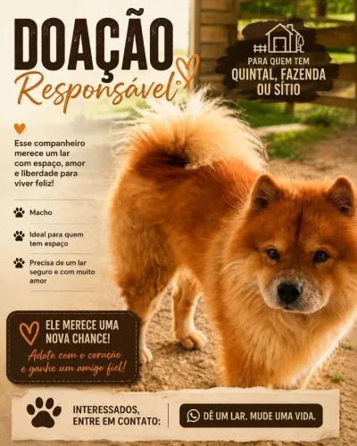 Chow chow