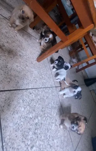 Filhotes