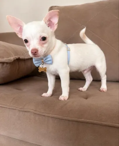 Filhote mini de chihuahua albino 