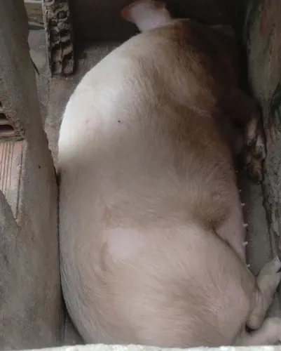 Leitoa / porco / suino