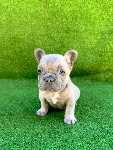 Bulldog francês fêmea 