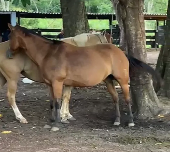 Égua quarto de milha registrada 