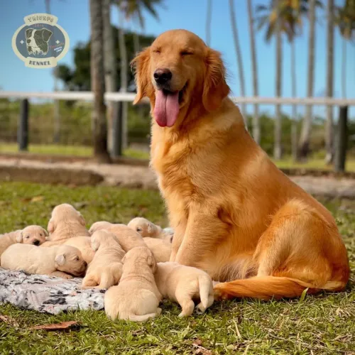 Goldens bahiano