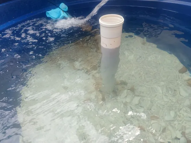 Sistema de criação de peixes em caixa dágua 1000 litros