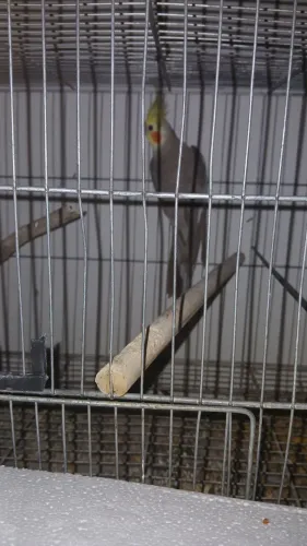 Bebedouro