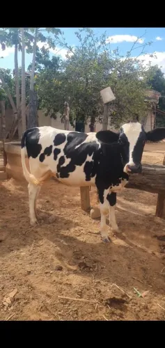 Novilhas procedência leiteira 