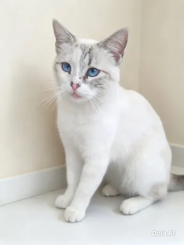 Gatinhos para adoção responsável