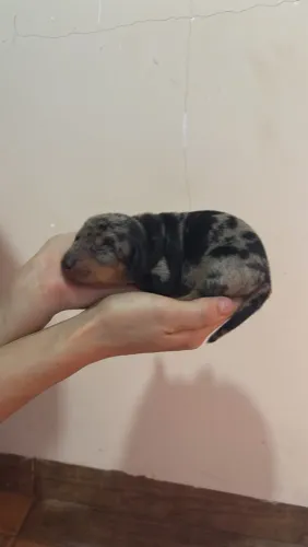 Dachshund arlequim femea