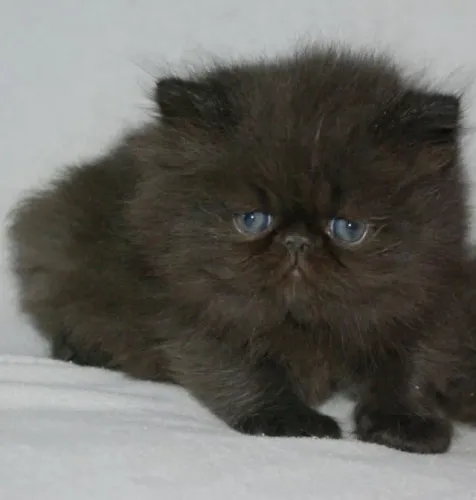GATO PERSA filhote