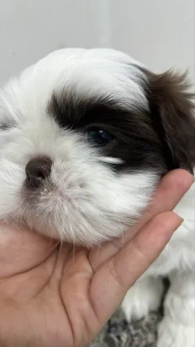 Filhote de Shih Tzu disponível