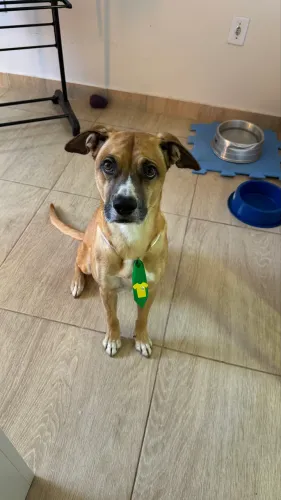 Doação de cachorro