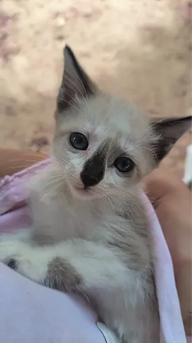 Gatinha para doação consciente!!!