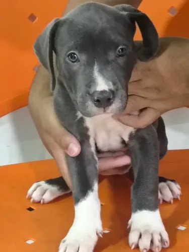 Vendo filhote de Pitbull