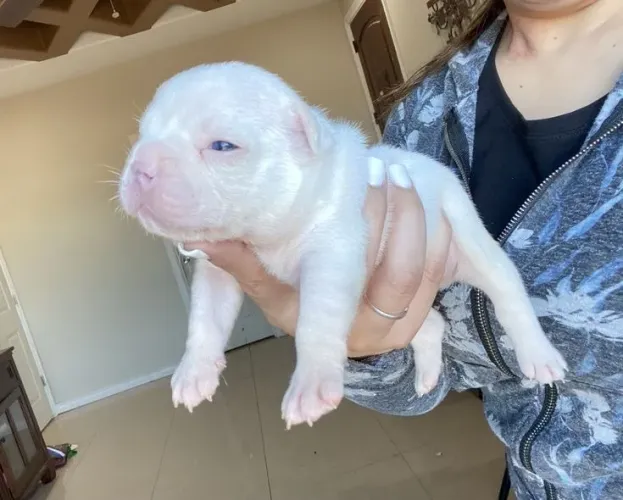 American Bully - Seu Novo Pet Pode Estar Te Esperando Agora