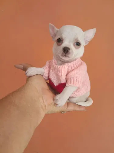 Animais de estimação