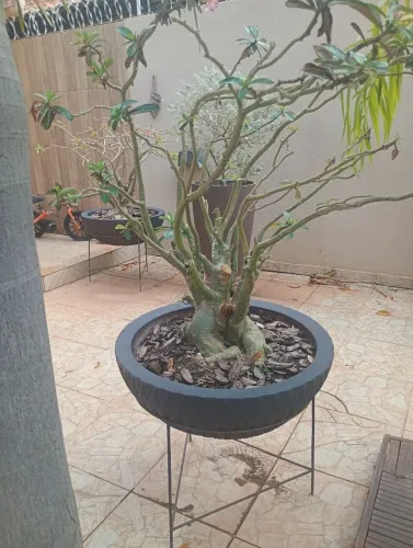 Vaso com rosa do deserto.