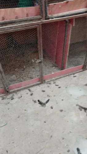 Gaiolas para galinha