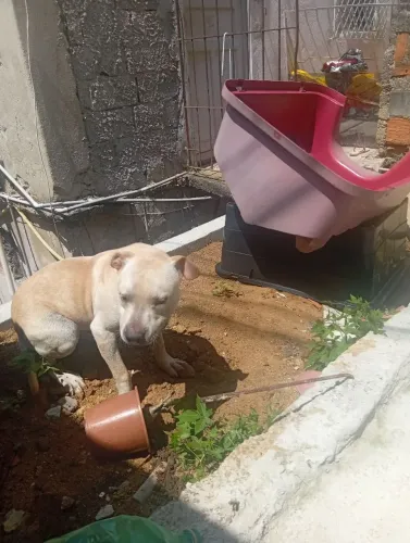 Doação de Pitbull 8 meses