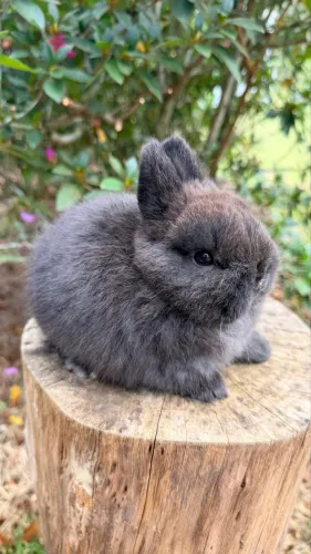 Coelho Netherland Dwarf Fêmea 