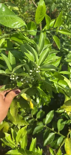 Laranja kinkan enxertada