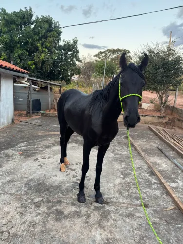 Cavalo