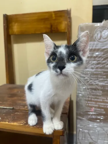 Doação de gatinhos 