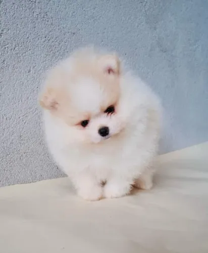 Lulu da Pomerania o xodó do seu São João em JUNHO.