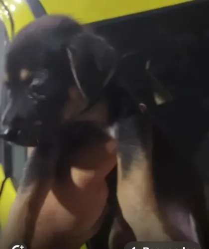 Pinscher alerta e valente 