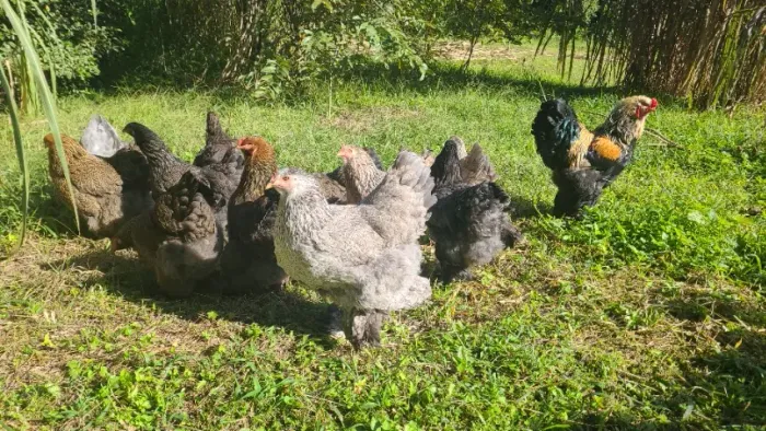 Pinto brahma 5 por 100 pais na foto