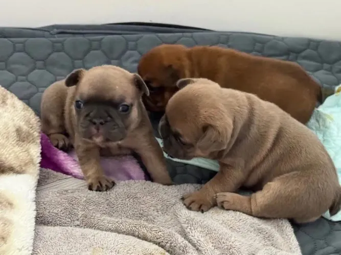 Vendo filhote de buldogue francês mini