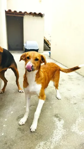 Cães para doação 