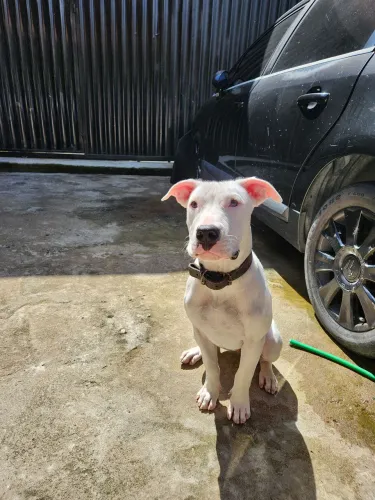 Cachorro dogo argentino fêmea
