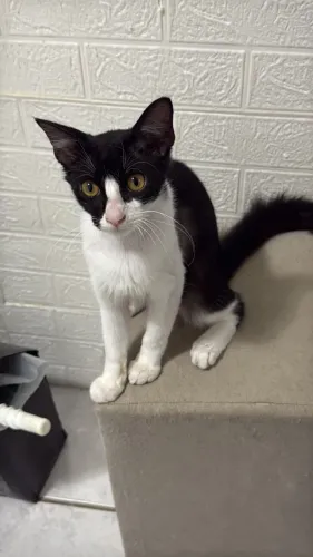 Gatinho frajola pra adoção 