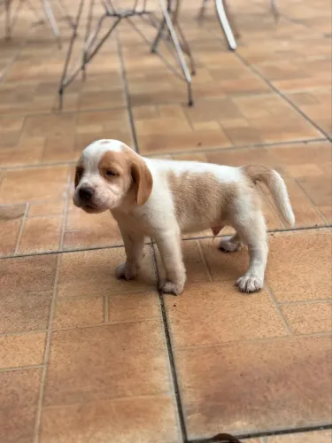 Filhote de beagle macho bicolor 