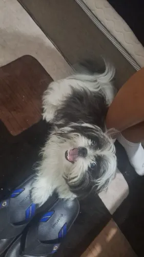 Cachorro shih tzu