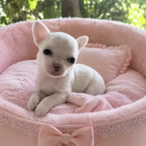 Chihuahua Mini Princesa Branquinha - Pronta Entrega