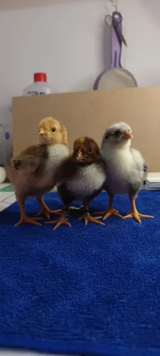 Pintinhos GSB ( galinha sertaneja balão)