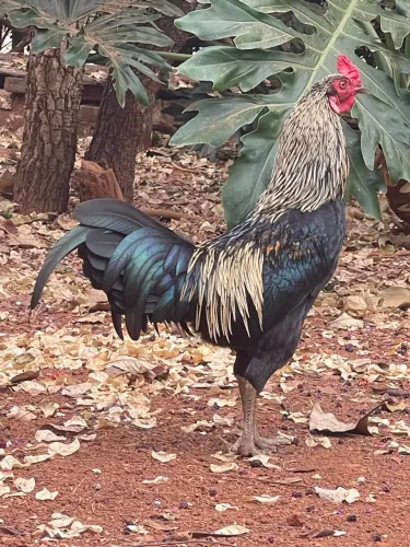 Vendo Galo muito saudável 