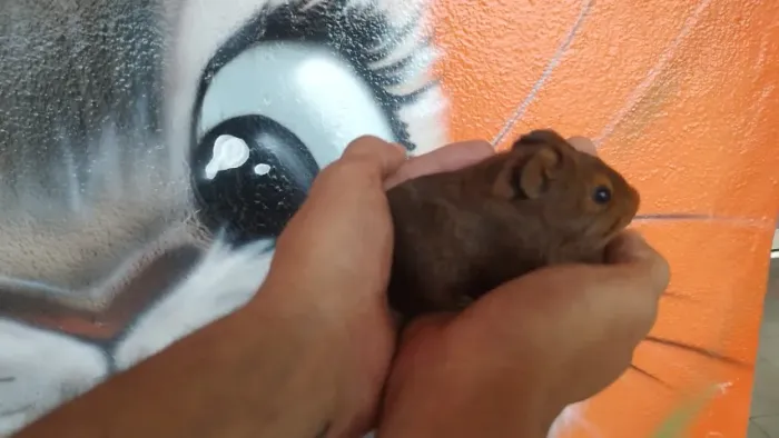 Porquinho da Índia