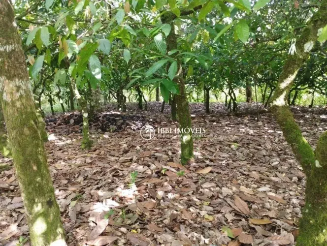 Fazenda Produtiva em Camamu 88 Hectares com Cacau, Pasto e Mata Nativa