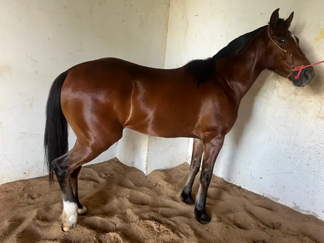 Vendo cavalo