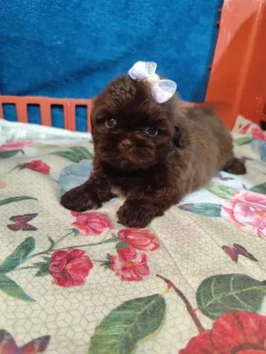 Shitzu femea ótimo.presente pra dia dos namorados