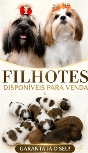 shih tzu baby legítimo