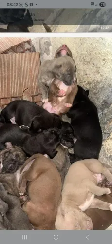 Cachorro 
