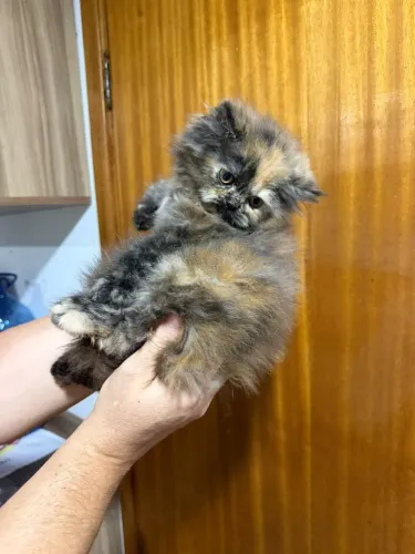Gata persa