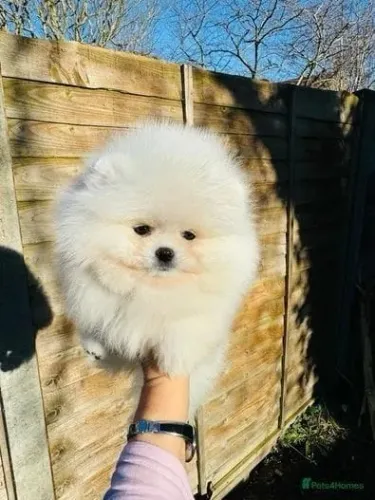 Filhotinhos spitz alemão/lulu da pomerânia dócil e temperamento saudável ativo