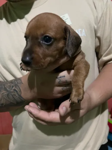 Filhote de cachorro salsicha (Dachshund) 
